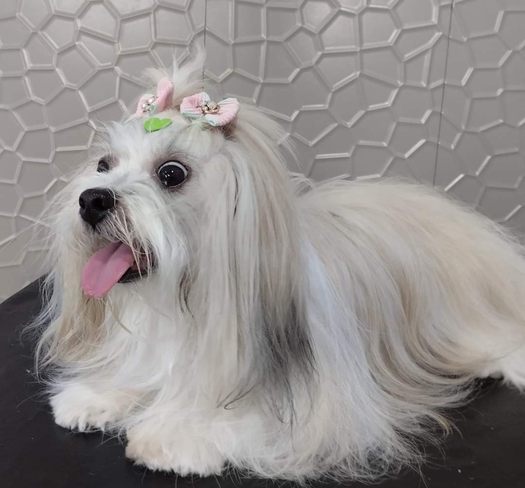 UniPet Banho e Tosa | Pet Shop | Andradina